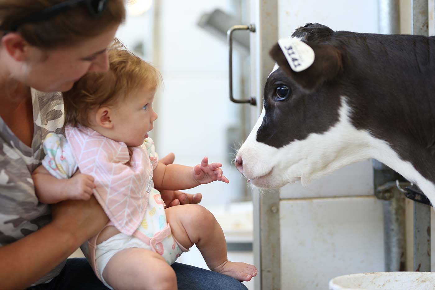 Milk Replacer Comparison Mapleview Agri