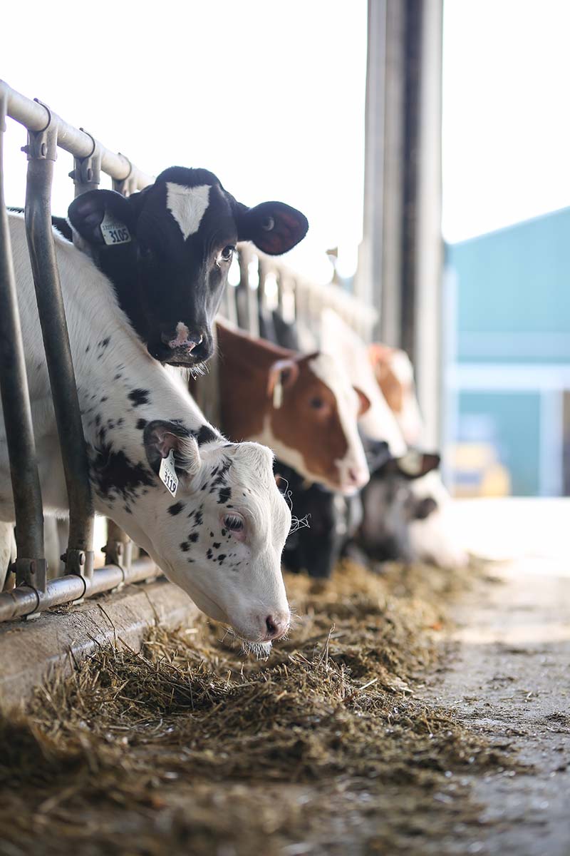 Increased Milk Replacer Feeding - Mapleview Agri
